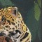 BFC0668 Window-Jaguar