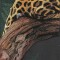 BFC0668 Window-Jaguar