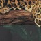 BFC0668 Window-Jaguar