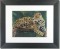 BFC0668 Window-Jaguar