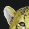 BFC0670 Window-Cheetah