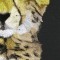 BFC0670 Window-Cheetah