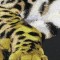 BFC0670 Window-Cheetah