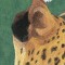 BFC0672 Window-Big Cat Medley