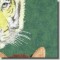 BFC0672 Window-Big Cat Medley