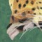 BFC0672 Window-Big Cat Medley