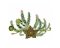 RMG672 Stapelia