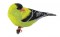BFC0674 Lovebirds and Finches