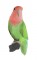 BFC0674 Lovebirds and Finches