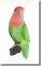 BFC0674 Lovebird No. 2