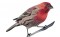 BFC0674 Lovebirds and Finches