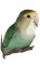 BFC0674 Lovebirds and Finches