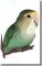 BFC0674 Lovebird No. 3