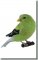 BFC0674 Finch No. 3
