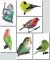 BFC0674 Lovebirds and Finches