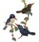 RMG676:  Kingfishers