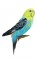 BFC0678 Parakeets and Cockatiels
