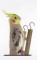 BFC0678 Parakeets and Cockatiels