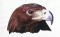 BFC0680 Portraits-Eagles