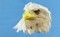 BFC0680 Portraits-Eagles