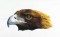 BFC0680 Portraits-Eagles