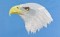 BFC0680 Portraits-Eagles