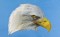 BFC0680 Portraits-Eagles