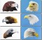 BFC0680 Portraits-Eagles