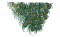 BFC0683 Peacock