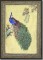 BFC0683 Peacock