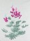 BFC0684 Hummingbird Fantasy Garden