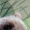 BFC0685 Window-Bear Cubs