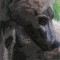 BFC0685 Window-Bear Cubs