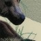 BFC0685 Window-Bear Cubs