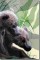 BFC0685 Window-Bear Cubs