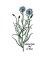 RMG685 Cornflower