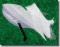BFC0686 Snowy Egret