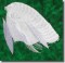 BFC0686 Snowy Egret