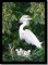 BFC0686 Snowy Egret