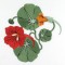 BFC0693 Nasturtiums
