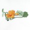 BFC0693 Nasturtiums
