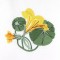 BFC0693 Nasturtiums