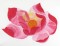 BFC0695 Fantasy - Flowers