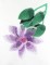 BFC0695 Fantasy - Flowers