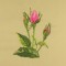 BFC0697 Roses and Gaillardia