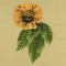 BFC0697 Roses and Gaillardia
