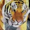 BFC0701 Window-Tiger III