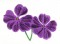 BFC0710 Elegant Flowers