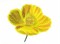 BFC0710 Elegant Flowers