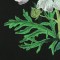 BFC0713 Window - Elegant Flowers